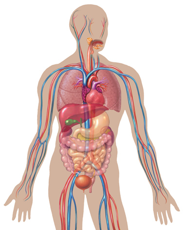 anatomy
