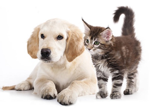 animals